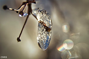 Glaçon sur branche