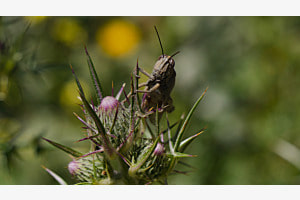 Grashüpfer auf Distel