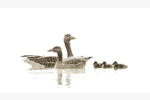 Graugans-Familie