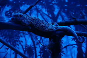 Greifstachler im Nocturama