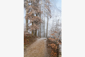 Nebel im Wald