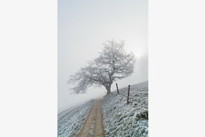 Pfad in den Nebel