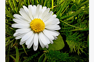 Guten Morgen Frühling