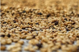Kaffeeplantage