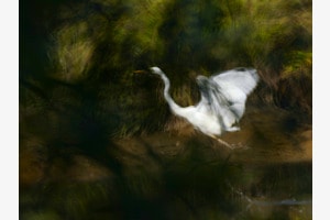 Silberreiher im Dickicht