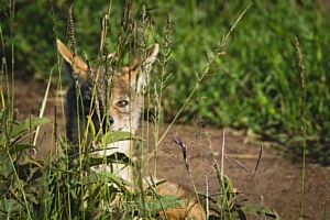 Hiding Jackal Hiding Jackal