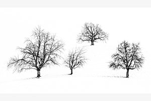 Stille unter der Schneedecke