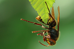Hornissen Yoga