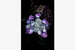 Hydrangea II Hydrangea II