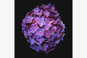 Hydrangea III Hydrangea III