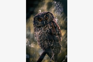 Das Auge der Nacht