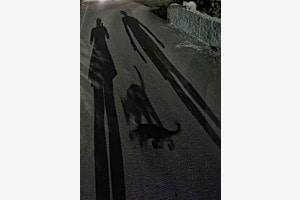 Cat in the middle
