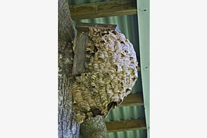 Hornissen-Nest