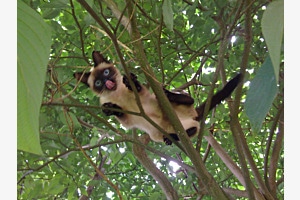 Chat moqueur Chat moqueur
