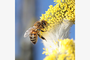 Fleissige Biene...!
