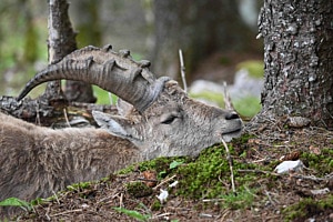 Schlafender Steinbock 