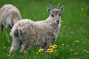 Junger Steinbock 