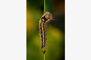 nasse Raupe der Grasglucke