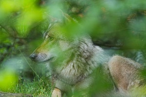 Wolf im Grün