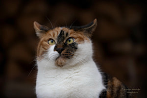 Lotti schilled Lotti schilled