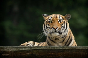 Tiger Tiger