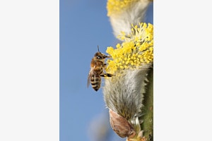 Biene im Schlaraffenland
