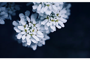 Kontrastvolle Blume 