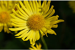 Sonnenuntergangs Blume 