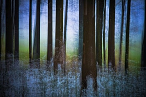 Winterwald