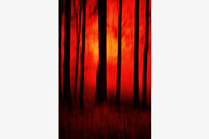 Sonnenuntergang im Wald