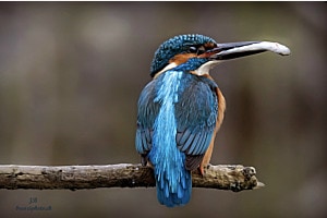 Eisvogel