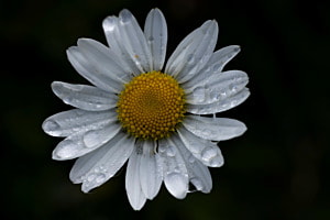 Blume