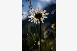 Blume