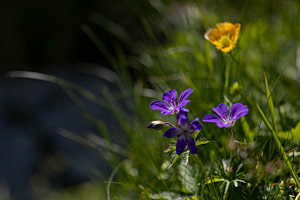 Alpenblumen