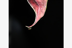 Magical Drip