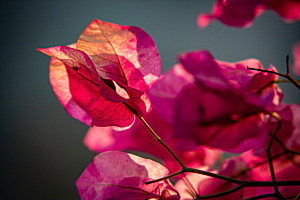 Blume