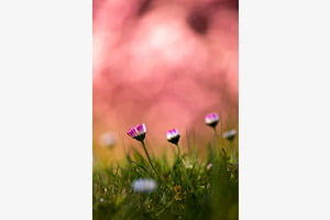 Kirschblüte Kirschblüte