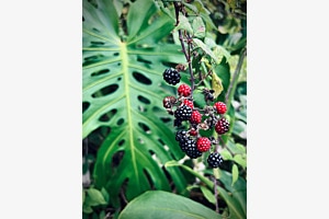 Beeren Beeren