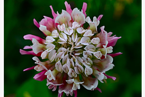 Blüten Schönheit