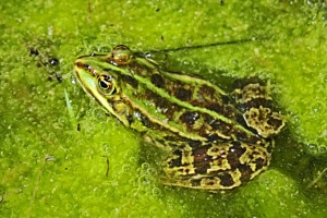 Frosch im Wassertümpel