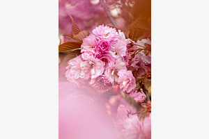 Rosa Kirschblüten 