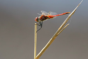 Libelle