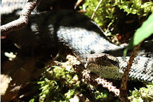 Aspisviper ¦ Jura-Gebirge, Schweiz