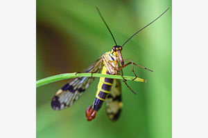 Skorpionfliege / Schnabelfliege Skorpionfliege / Schnabelfliege