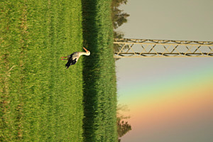 Der Storch im Regenbogenschein 