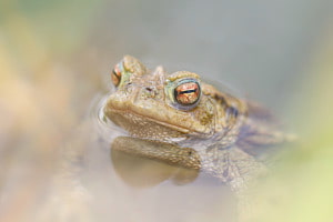 Wer küsst den Frosch?