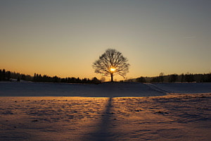 Baum