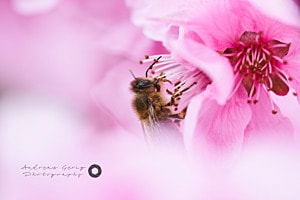 Prunus Persica mit Biene