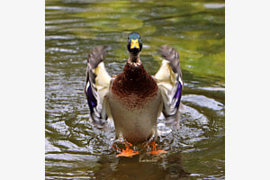 Tanz der Ente ¦ Riehen BS, Schweiz