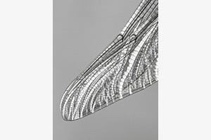 Libellenflügel 3